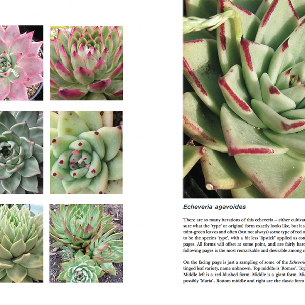 Soft Succulents – Solana Succulents