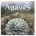 Agaves Species Hybrids Cultivars 2nd Edition